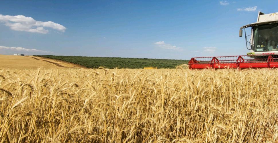 Nuove tecniche nei campi pugliesi per vincere il blocco nell’Est Europa