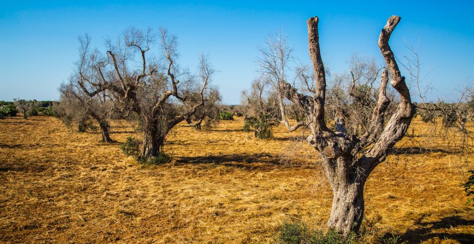 Conferenza Stato-Regioni, alla Puglia finanziamento per la rigenerazione olivicola