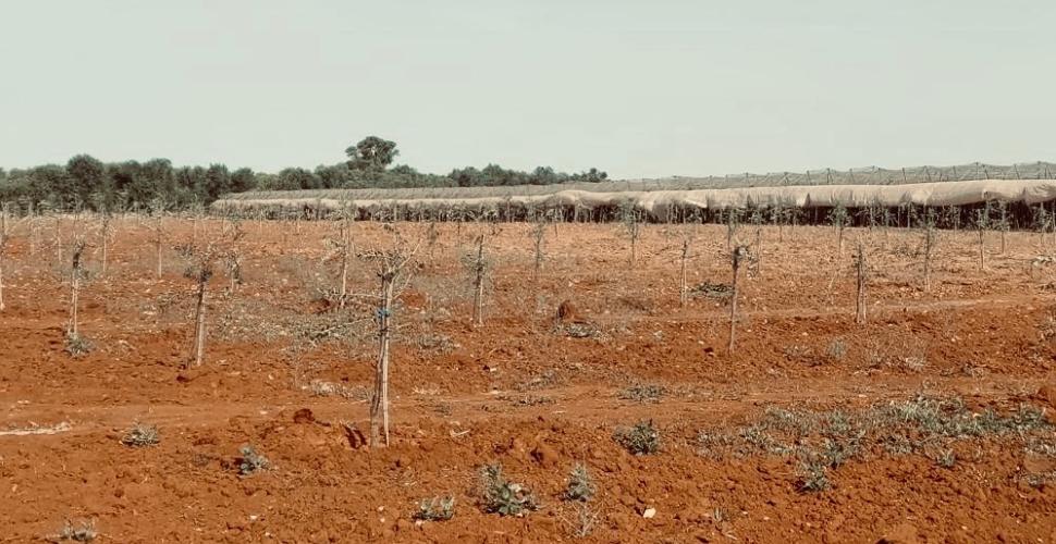 Puglia, lotta tecnologica a desertificazione e siccità