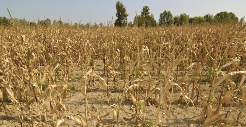 Siccità, l'sos della Cia: «Danni ad aziende del Tarantino»