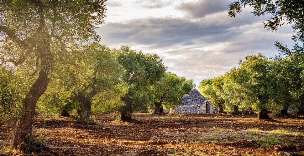 Siccità, paga l'olivicoltura in Puglia: -30% sulla produzione
