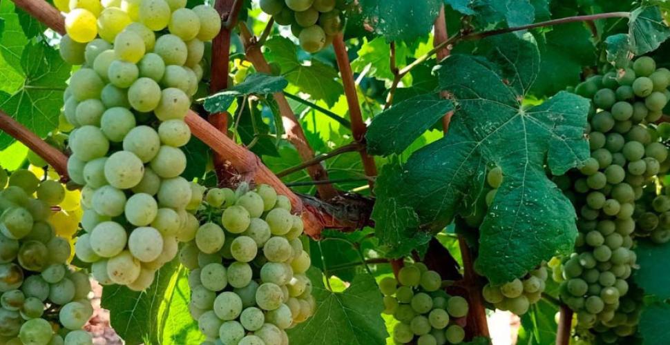 Al via la vendemmia in Puglia tra rincari e clima impazzito
