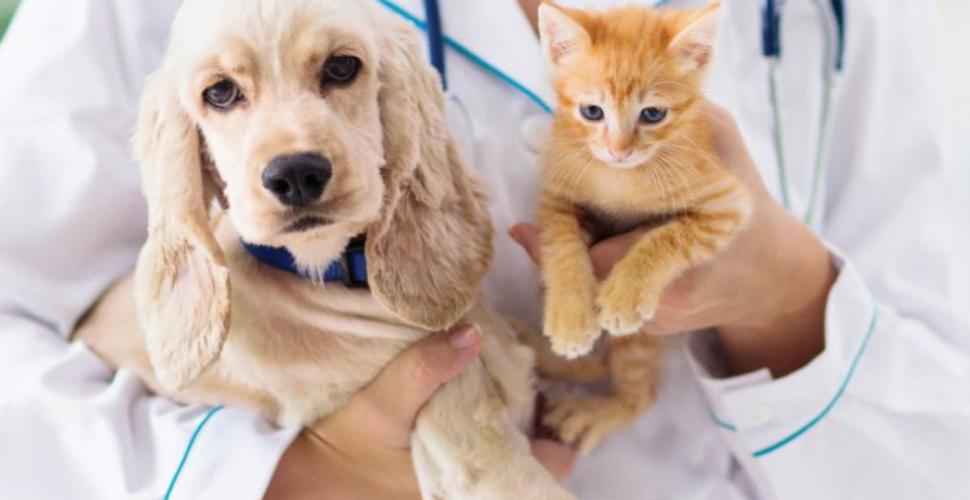 Cani e gatti censiti, in Puglia sono 500mila registrati all'Anagrafe