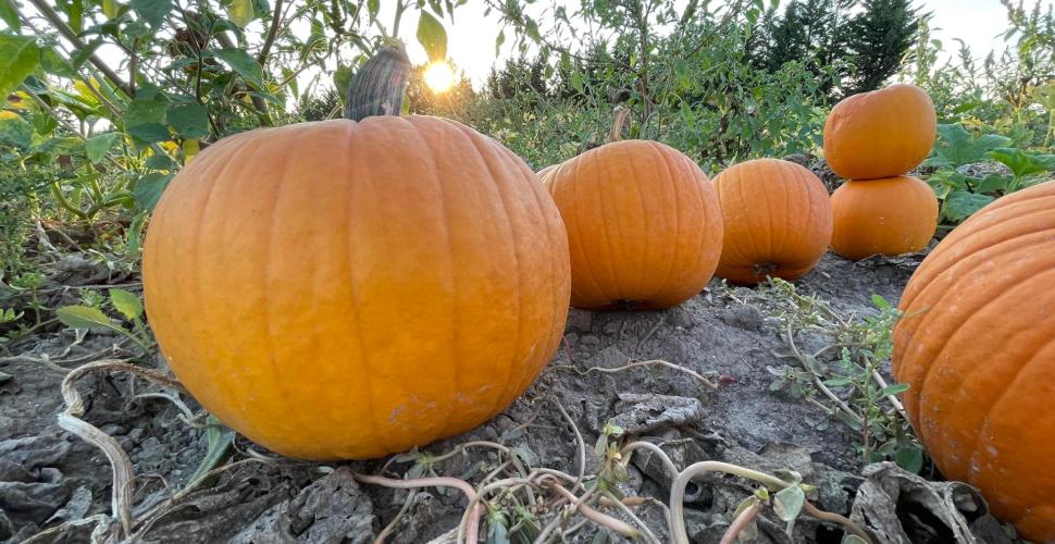 Tornano le grandi zucche di Puglia: ecco il campo di Cascina Savino a Foggia
