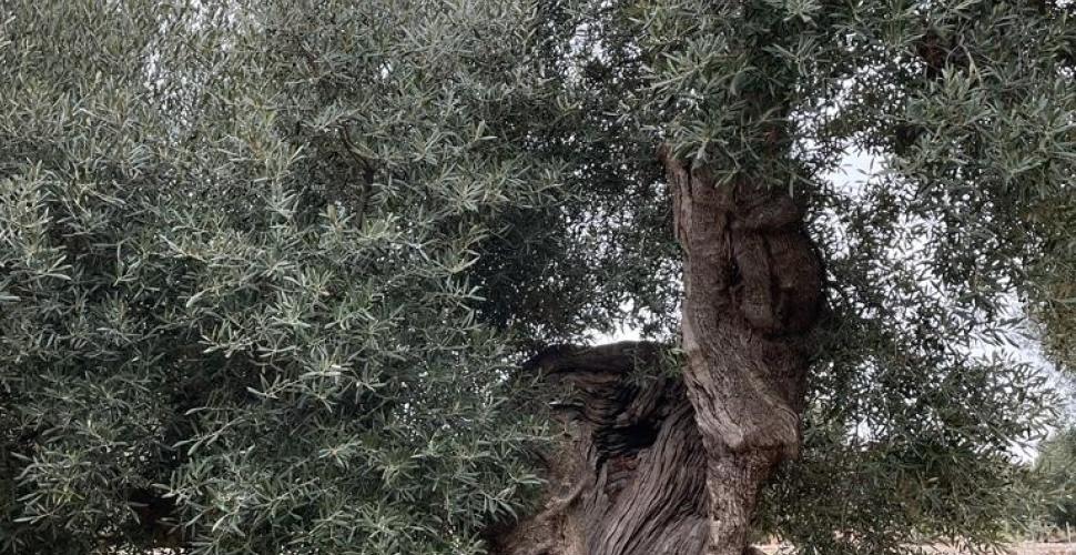 Puglia, ora gli ulivi monumentali hanno la carta d'identità