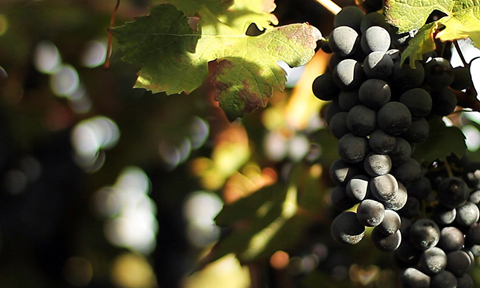 Vendemmia nero di Troia