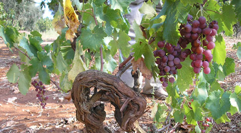 Uva S. Martino ALBERELLO