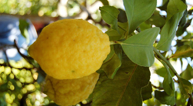 femminello DEL GARGANO LIMONE