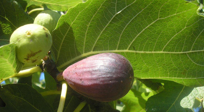 FICO maranciana sergio